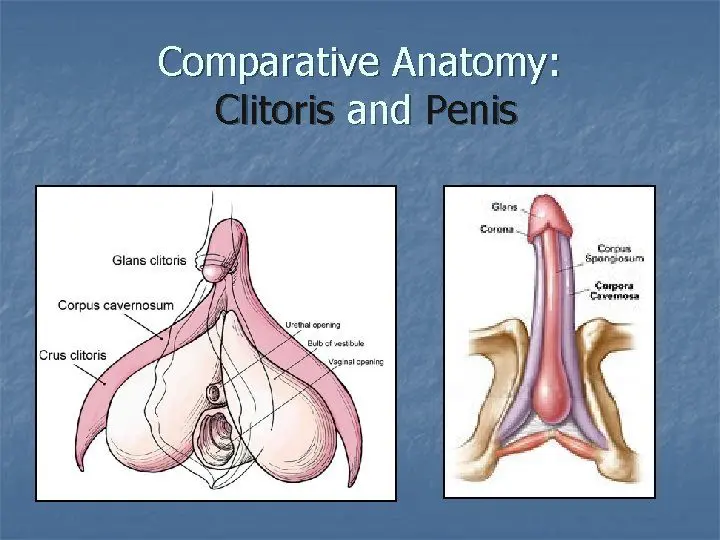 Clitoris-penis-comparison